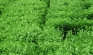 正宗芦蒿种植方法 芦蒿的种植方法