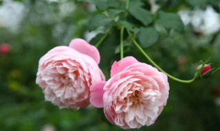 月季花品种 月季花品种介绍