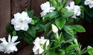 栀子花春季怎么养 春天养护栀子花的方法