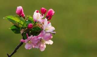 海棠花为什么叫断肠花 海棠花叫断肠花的原因