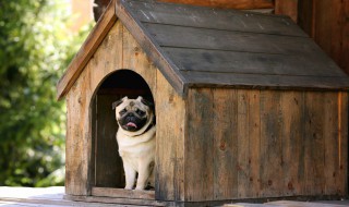 法斗犬怎么养 法斗犬怎么养最好