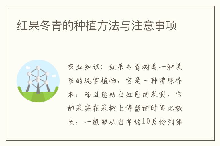 红果冬青的种植方法与注意事项