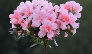 杜鹃花春季的养殖方法和注意事项有哪些 杜鹃花的养殖方法和注意事项介绍