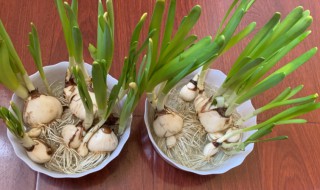 水仙花种植方法（水仙花种植方法和注意事项）