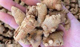 藤三七怎么种植方法 藤三七怎么种植方法视频