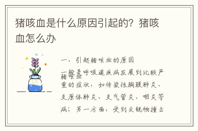 猪咳血是什么原因引起的？猪咳血怎么办