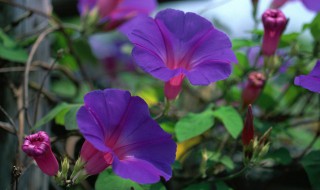 关于牵牛花的文案浪漫 关于牵牛花的浪漫句子大全