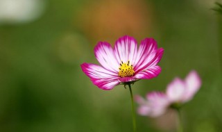 一花一世界寓意 一花一世界有什么寓意