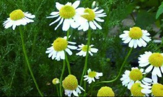 重瓣洋甘菊花语 重瓣洋甘菊花语是什么