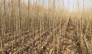 107速生杨种植注意事项 种植107速生杨需要注意什么