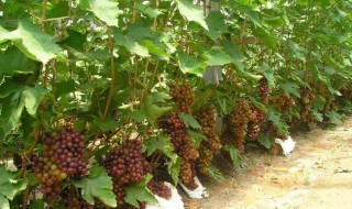葡萄苗定植前的处理方法 葡萄苗定植前处理方法介绍