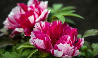 适合家养的10种花卉 哪些花卉适合家养