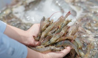 活虾怎么养（活虾怎么养活几天）