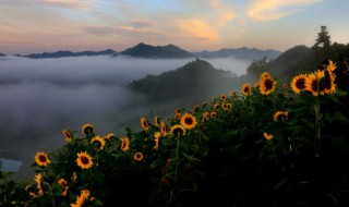 向日葵花语经典短句 向日葵短句精选