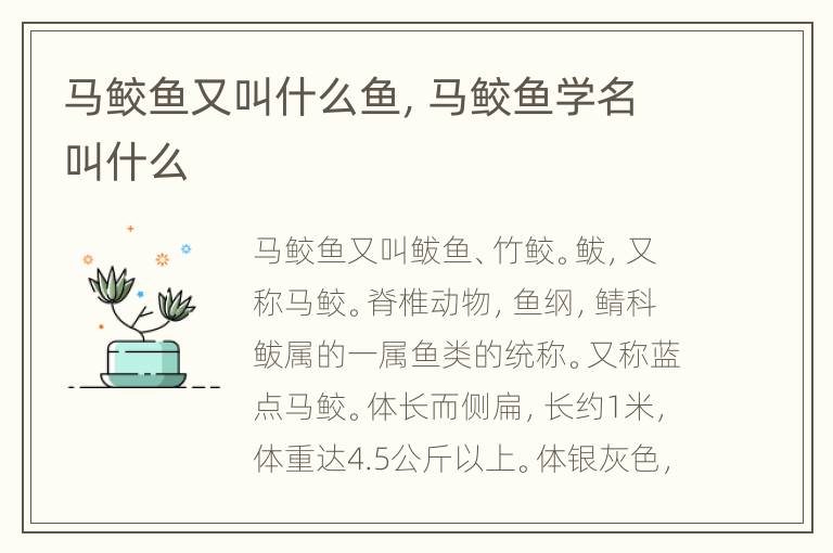 马鲛鱼又叫什么鱼，马鲛鱼学名叫什么