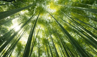 竹子种植最好的方法 竹子的种植方法介绍