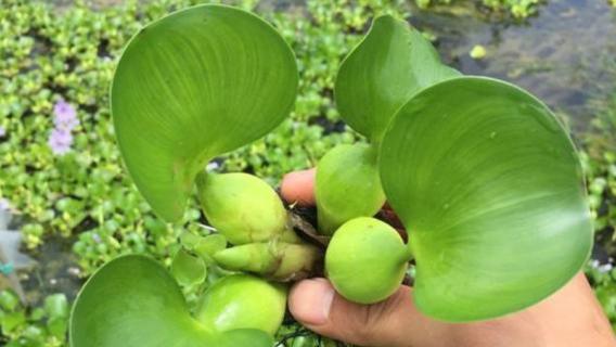 水葫芦净化龟粪便吗