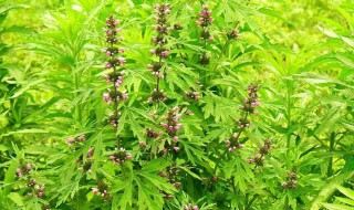 益母草的功效与作用用法 益母草的功效与作用及食用方法