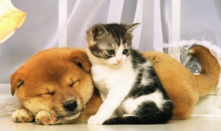 秋田犬怎么养 秋田犬怎么养活