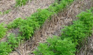 荆芥的种植方法及种植时间 荆芥需要施什么肥