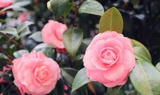 花草保湿方法 花草保湿的4个方法
