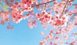 关于樱花的浪漫语句有哪些 关于樱花的浪漫句子精选