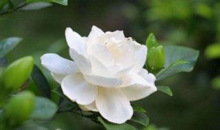 栀子花秋冬季的养殖方法和注意事项 怎么在冬天养殖栀子花