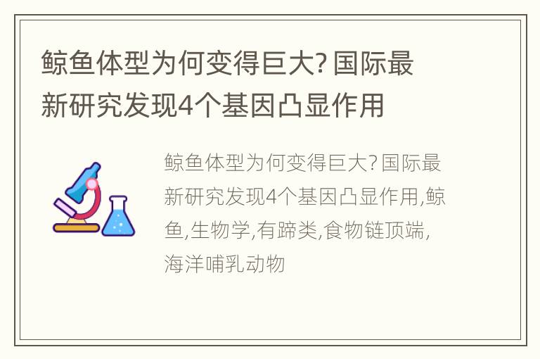 鲸鱼体型为何变得巨大？国际最新研究发现4个基因凸显作用