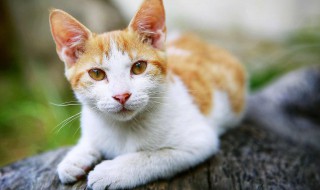 猫咪出游注意事项 关于猫咪出游注意事项