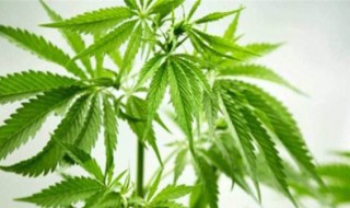 汉麻的种植方法 汉麻怎么种
