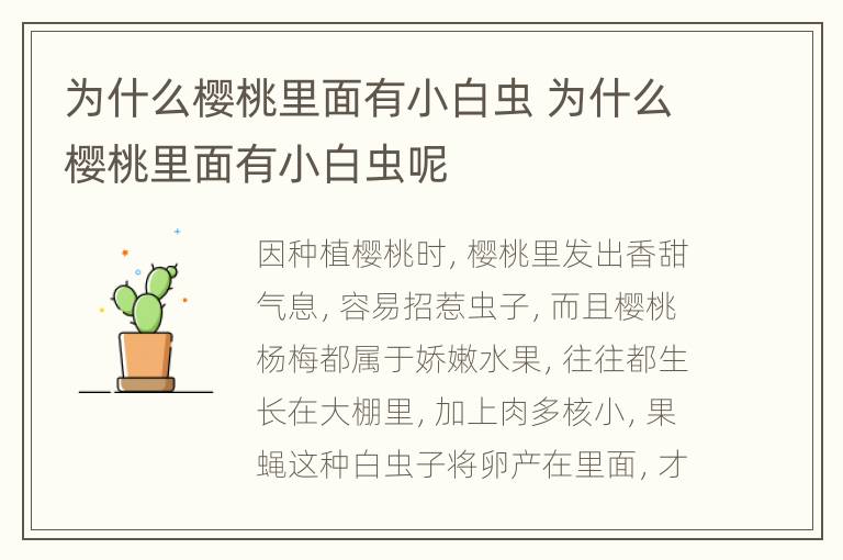 为什么樱桃里面有小白虫 为什么樱桃里面有小白虫呢