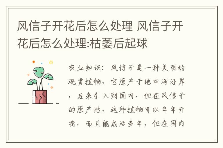 风信子开花后怎么处理 风信子开花后怎么处理:枯萎后起球