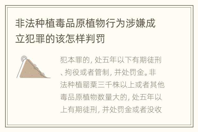 非法种植毒品原植物行为涉嫌成立犯罪的该怎样判罚