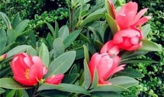 春季茶花养护的方法 茶花春天怎么养
