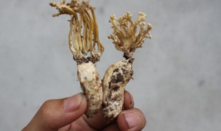 蝉花怎么洗 洗干净蝉花的步骤