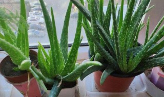 室内净化植物有哪些，室内净化植物有哪些图片