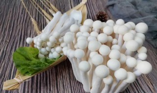 海鲜菇的家常做法 家常凉拌海鲜菇做法