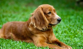训练幼犬的正确方法 怎么训练幼犬