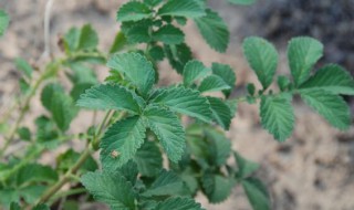 仙鹤草炭的功效和作用 仙鹤草炭有哪些功效和作用