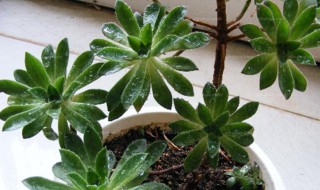 莲花掌可以放室内吗 莲花掌对室内的环境有要求吗