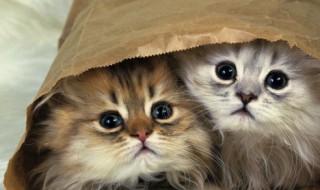 猫得了猫瘟怎么办，猫得了猫瘟怎么办能活多久