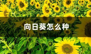 向日葵的种子种植方法 向日葵的种子多久会发芽