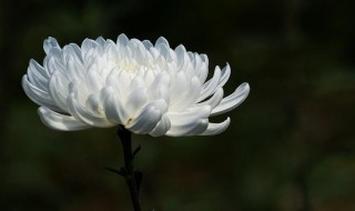 白菊花的花语和寓意 白菊花的花语和寓意是什么