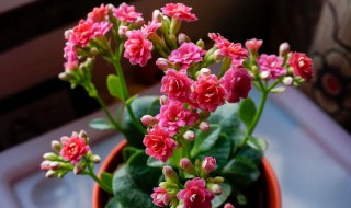 长寿花都有什么品种 长寿花的品种简介