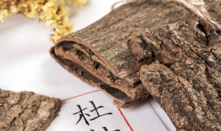 杜仲茶的作用与功效及冲泡方法 常喝杜仲茶的好处分享