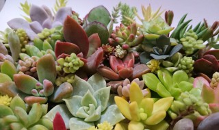 多肉植物品种 多肉植物品种介绍