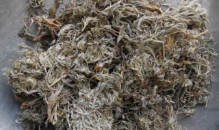 茵陈凉性还是热性 茵陈是什么性