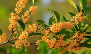 桂花干保存方法 桂花干如何保存