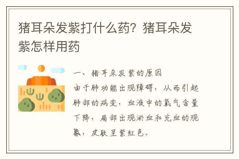 猪耳朵发紫打什么药？猪耳朵发紫怎样用药