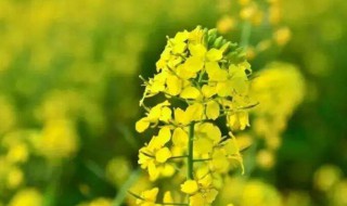 油菜花籽的作用与功效 油菜花籽的作用与功效有哪些